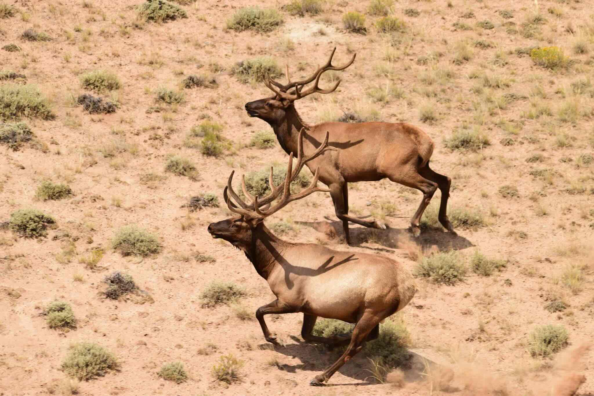 Secret-Elk-Migration-Paths-In-Wyoming8217s-Red-Desert secret-elk-migration-paths-in-wyomings-red-desert