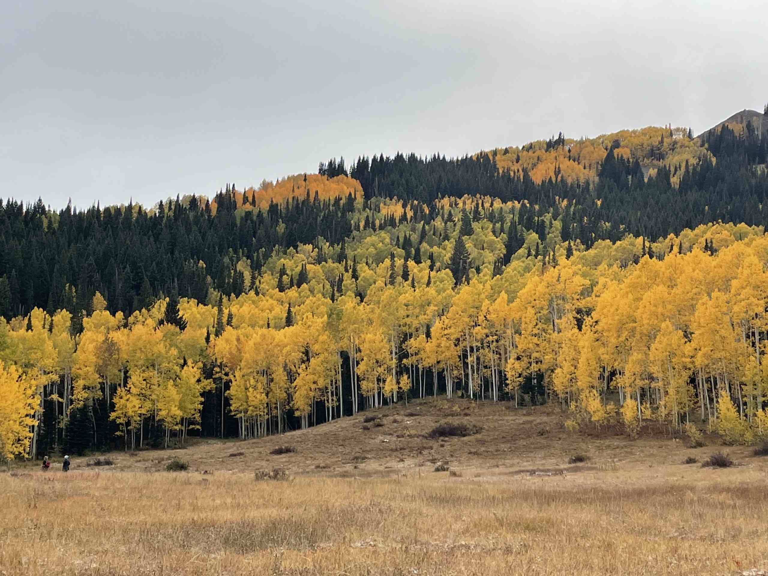 Secret-Golden-Aspen-Groves-In-Utah8217s-Wasatch-Range secret-golden-aspen-groves-in-utahs-wasatch-range