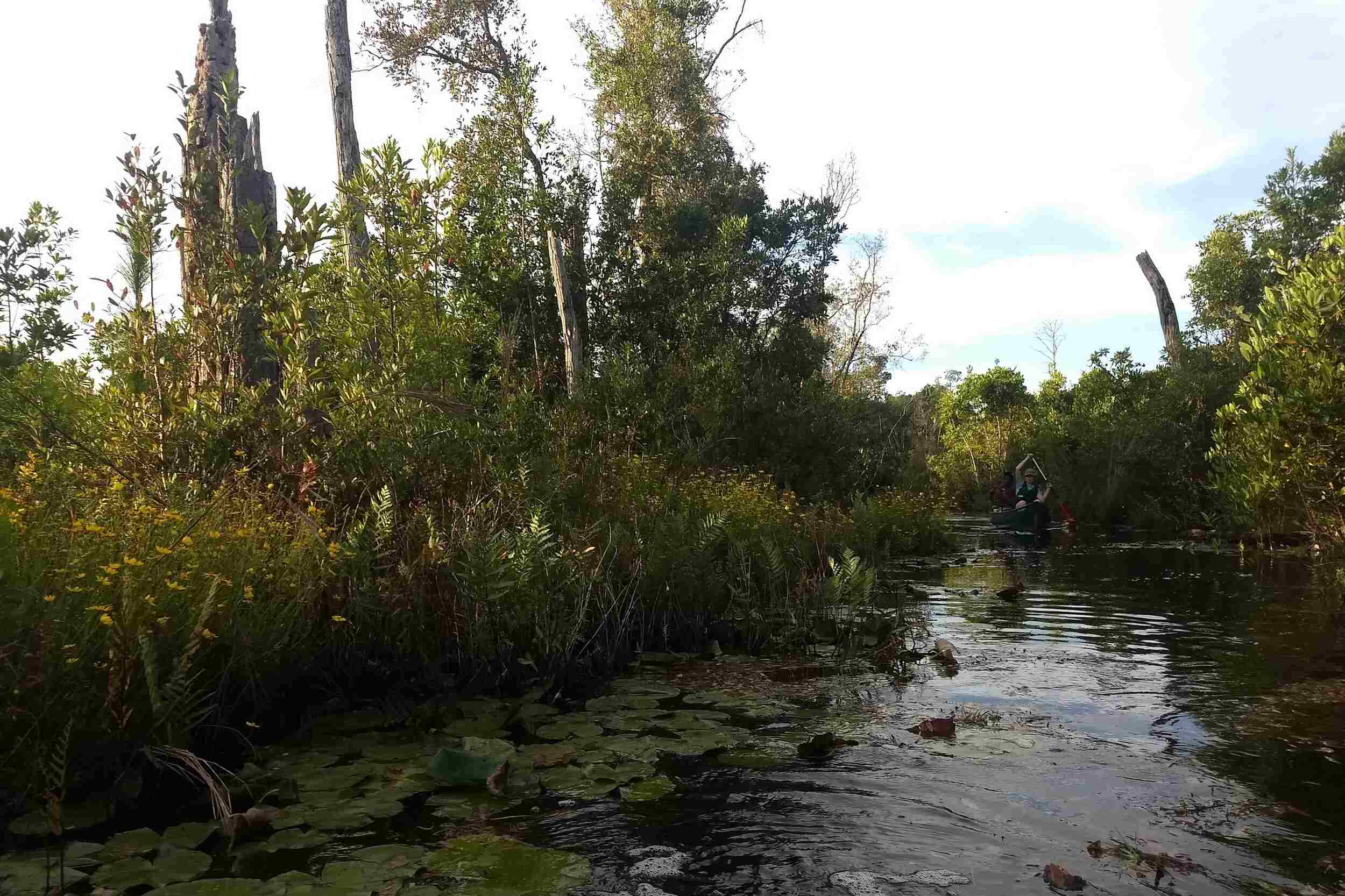 Secret-Kayak-Trails-In-Georgia8217s-Okefenokee-Swamp secret-kayak-trails-in-georgias-okefenokee-swamp