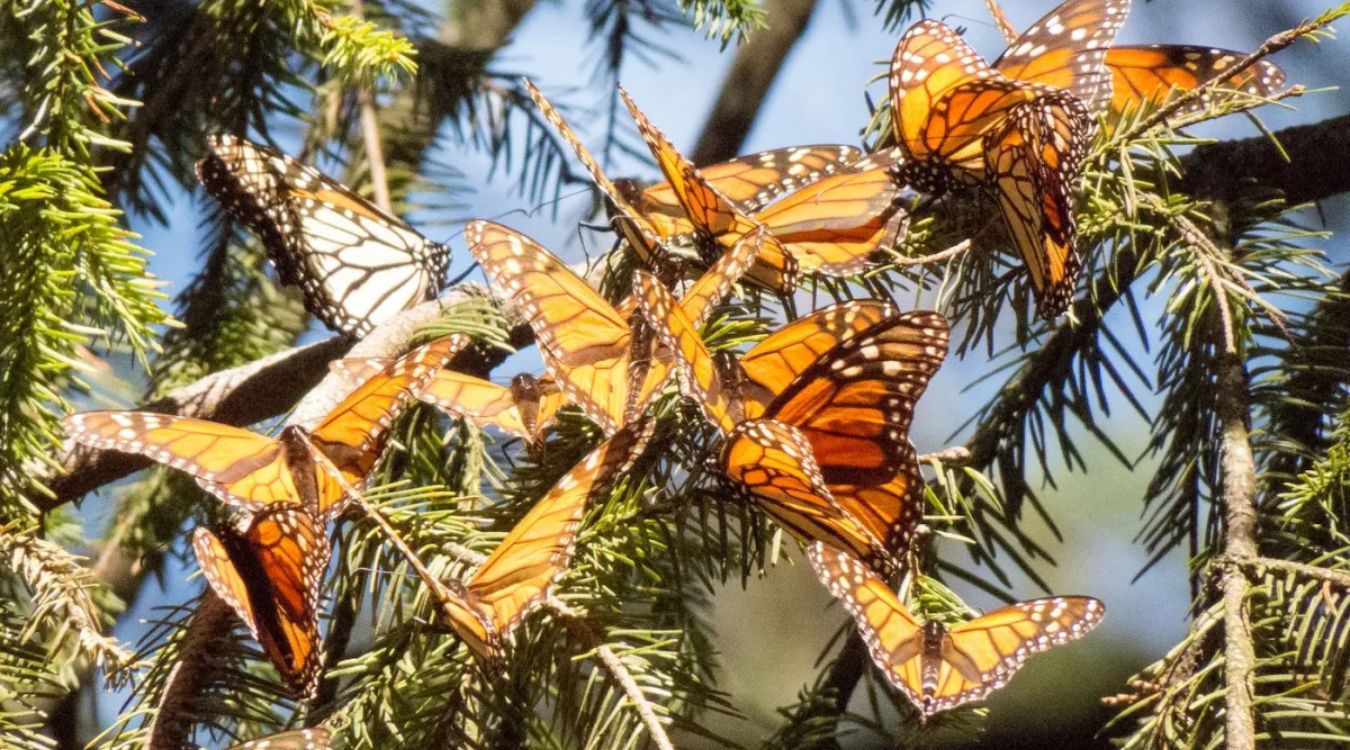 secret-monarch-butterfly-groves-in-michoacan-mexico