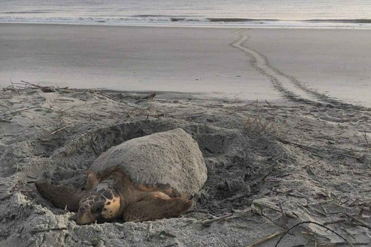 Secret-Sea-Turtle-Nesting-Spots-On-Jekyll-Island secret-sea-turtle-nesting-spots-on-jekyll-island