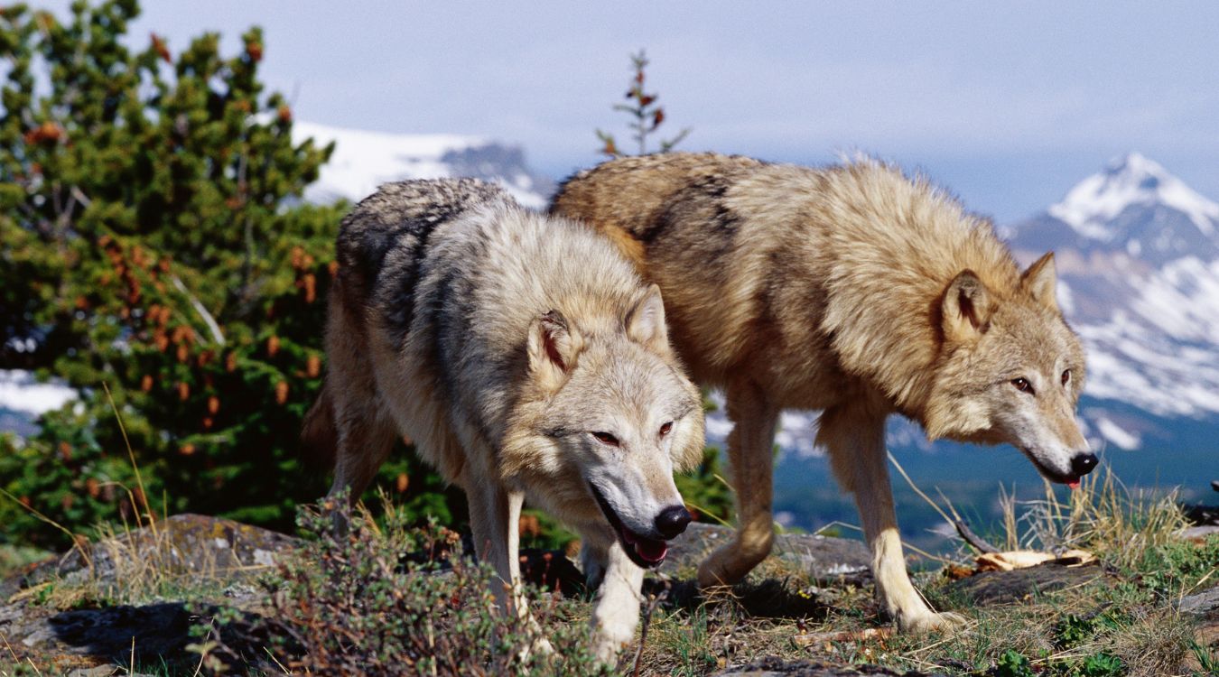 secret-wolf-reintroduction-spots-in-colorados-rocky-mountain-national-park