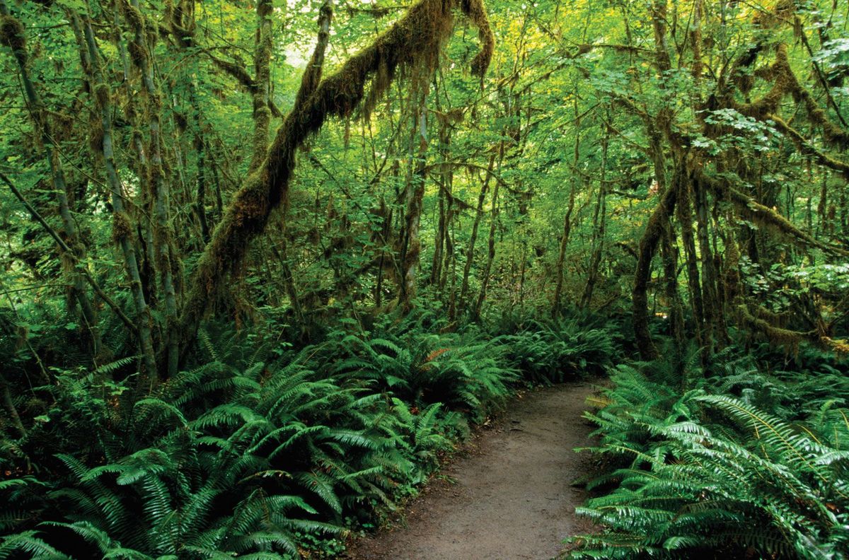Secrets-Of-Abandoned-Logging-Camps-In-Washington8217s-Olympic-National-Forest secrets-of-abandoned-logging-camps-in-washingtons-olympic-national-forest