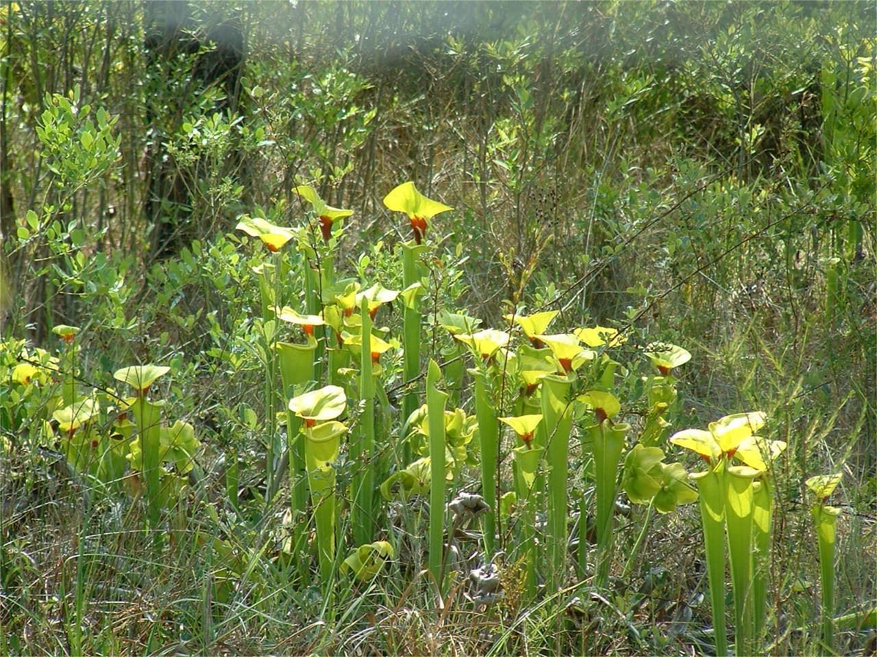 Secrets-Of-Alabama8217s-Carnivorous-Plant-Bogs-Weeks-Bay secrets-of-alabamas-carnivorous-plant-bogs-weeks-bay
