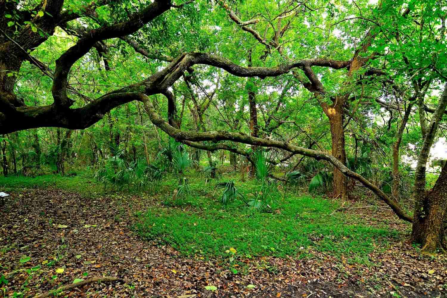 secrets-of-alabamas-dauphin-island-shell-mound-park
