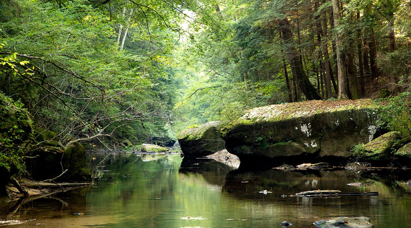 Secrets-Of-Alabama8217s-Sipsey-Wilderness-Forests secrets-of-alabamas-sipsey-wilderness-forests