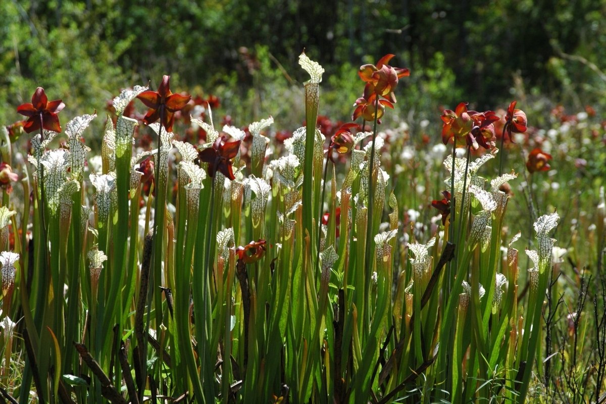 secrets-of-alabamas-weeks-bay-pitcher-plant-bogs