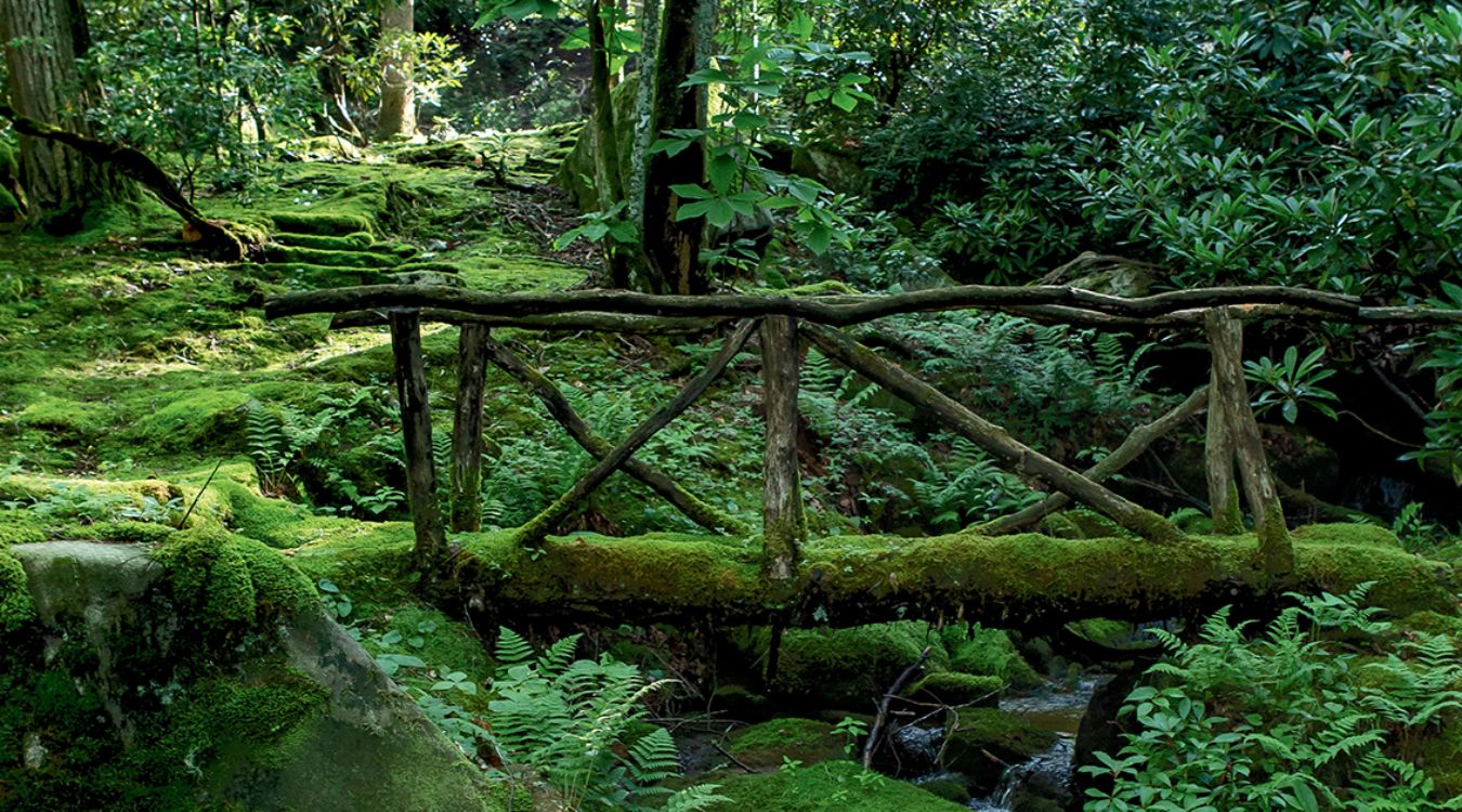 Secrets-Of-Alaska8217s-Velvet-Forest-Moss-Gardens secrets-of-alaskas-velvet-forest-moss-gardens