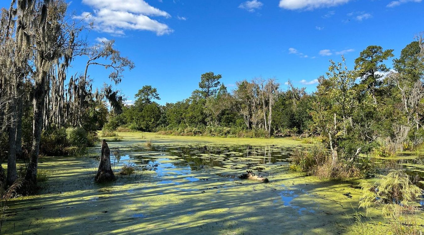 secrets-of-alligator-holes-in-south-carolinas-audubon-swamp-garden