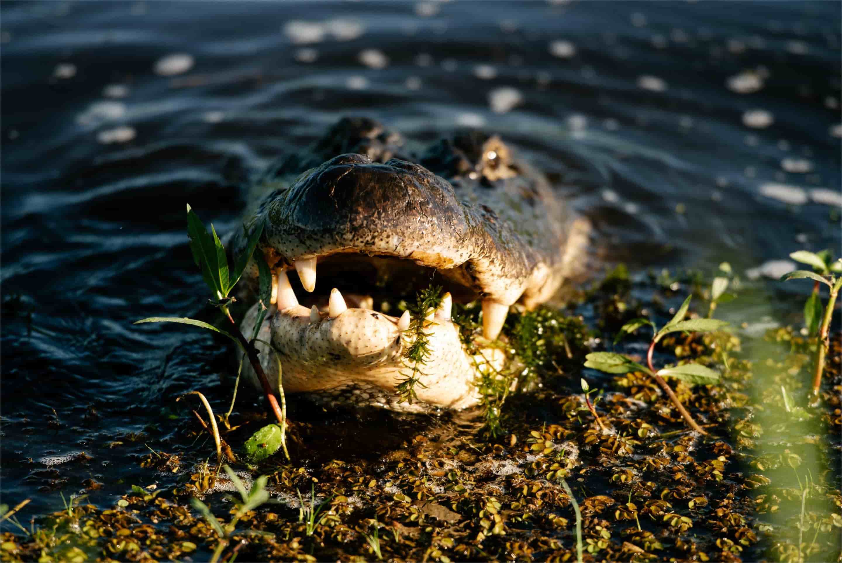 secrets-of-alligator-nesting-in-louisianas-lacassine-national-wildlife-refuge