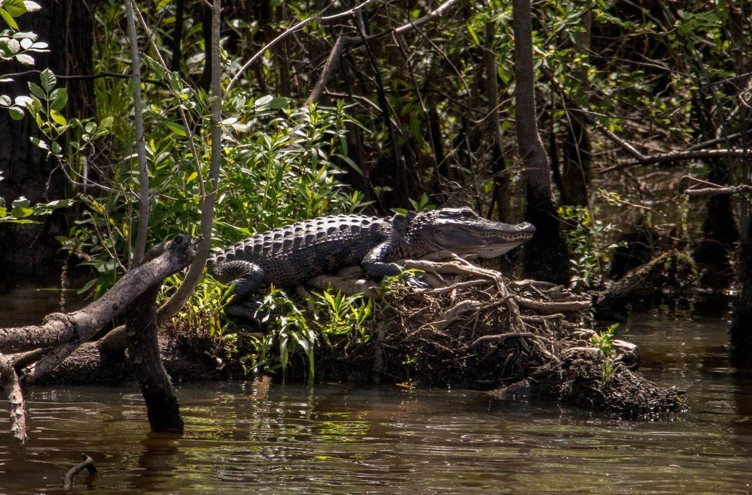 secrets-of-alligator-territories-in-south-carolinas-huntington-beach