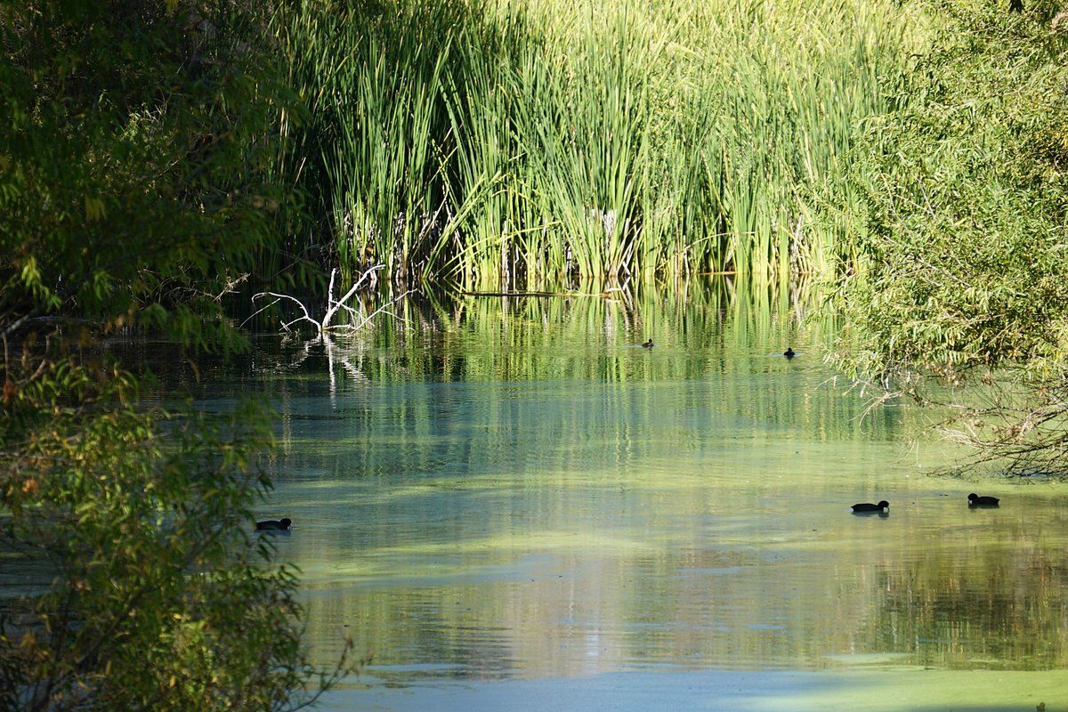 Secrets-Of-Arizona8217s-Hassayampa-River-Springs secrets-of-arizonas-hassayampa-river-springs