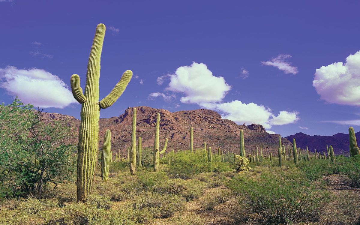 Secrets-Of-Arizona8217s-Organ-Pipe-Cactus-Gardens secrets-of-arizonas-organ-pipe-cactus-gardens