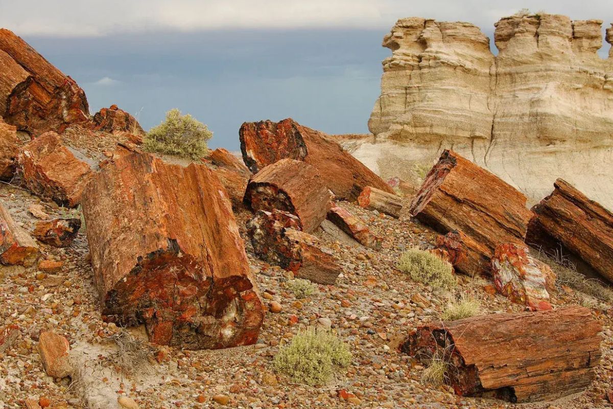 Secrets-Of-Arizona8217s-Petrified-Forest-Archaeology secrets-of-arizonas-petrified-forest-archaeology