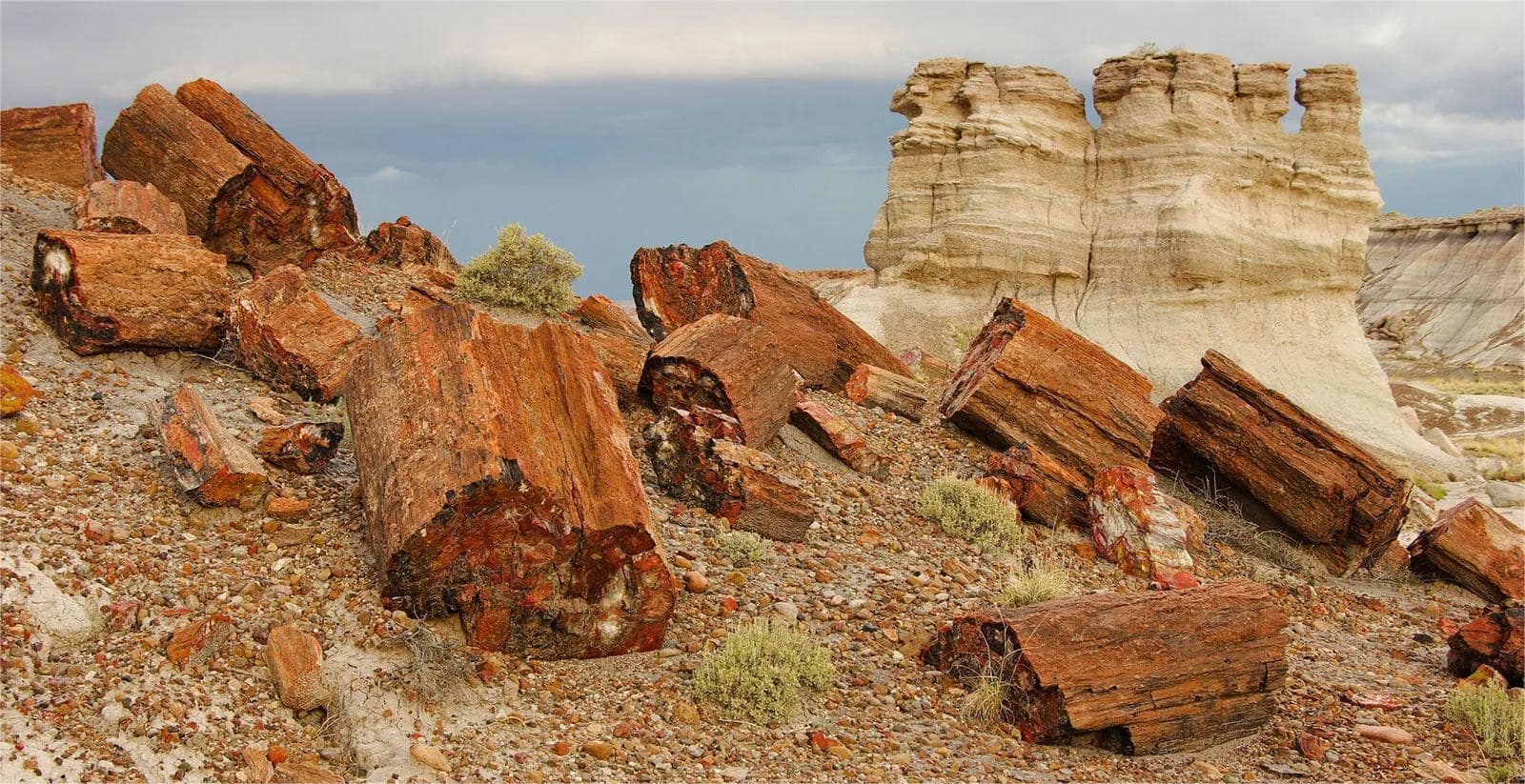 secrets-of-arizonas-petrified-forest-hunting-grounds