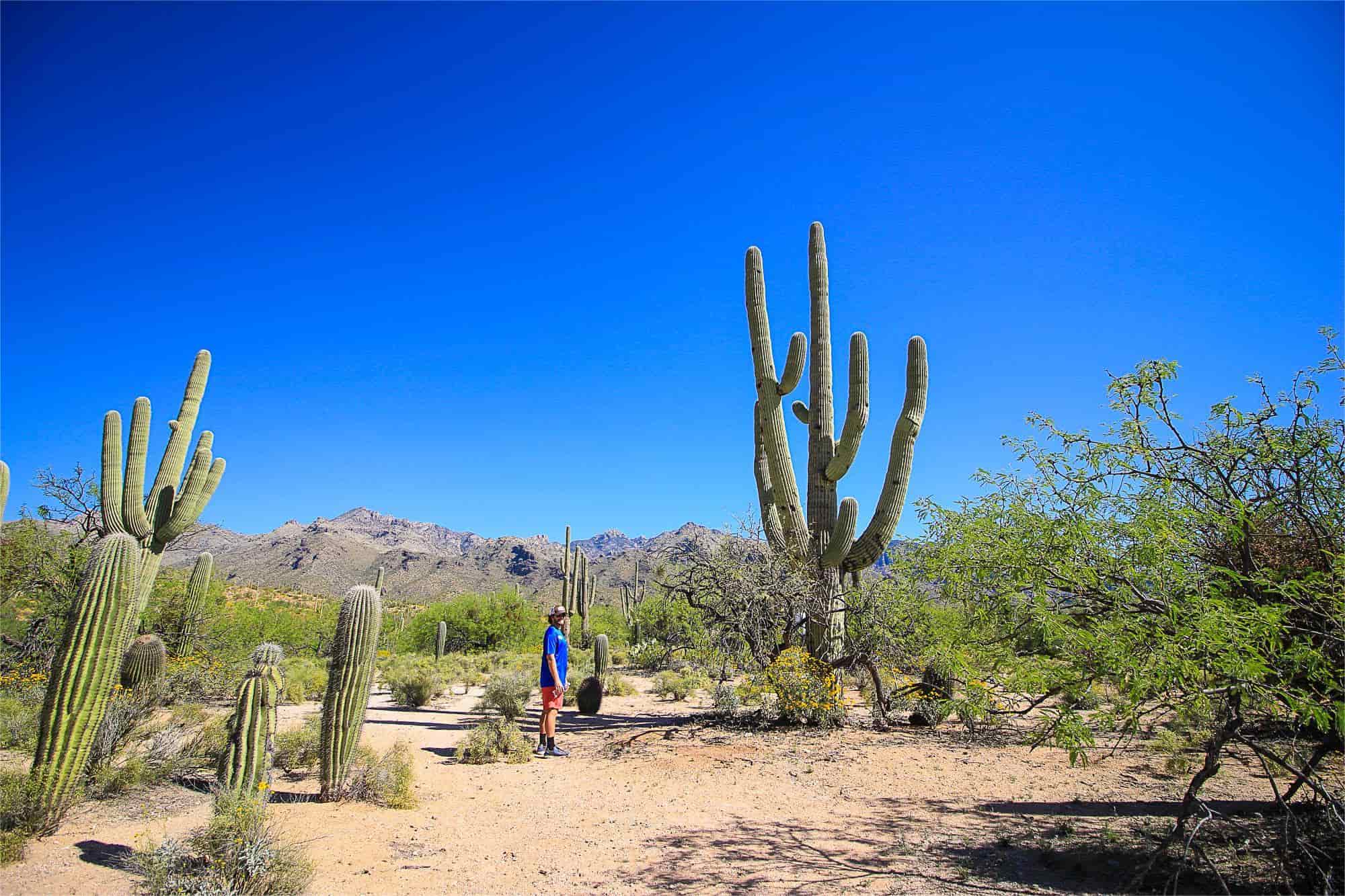Secrets-Of-Arizona8217s-Saguaro-Cacti-Forests secrets-of-arizonas-saguaro-cacti-forests