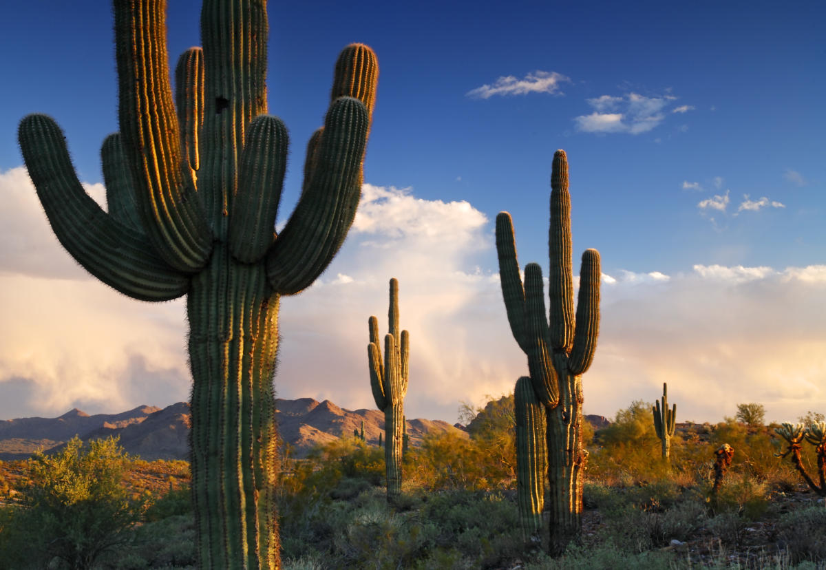 secrets-of-arizonas-towering-desert-cacti