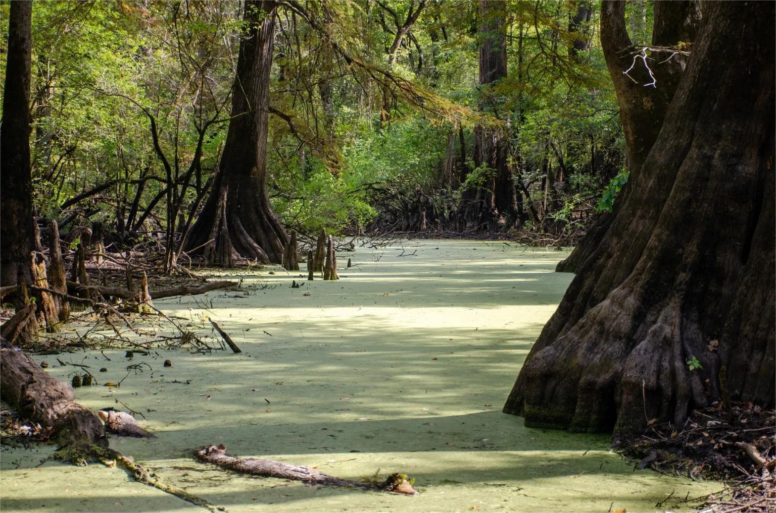 Secrets-Of-Arkansas8217s-Primordial-Bald-Cypress-Forests secrets-of-arkansass-primordial-bald-cypress-forests