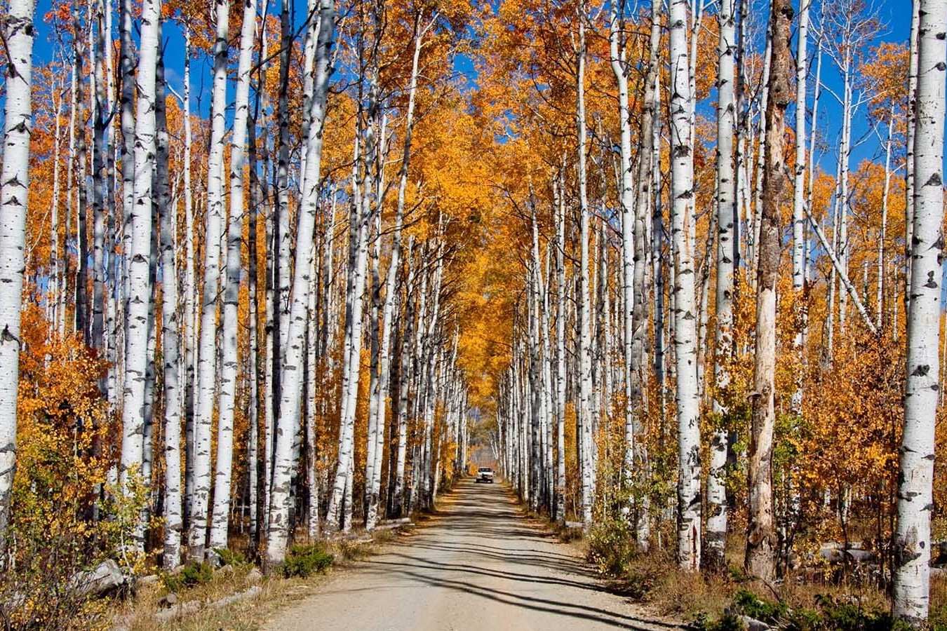 Secrets-Of-Aspen-Groves-In-Wyoming8217s-Snowy-Range secrets-of-aspen-groves-in-wyomings-snowy-range
