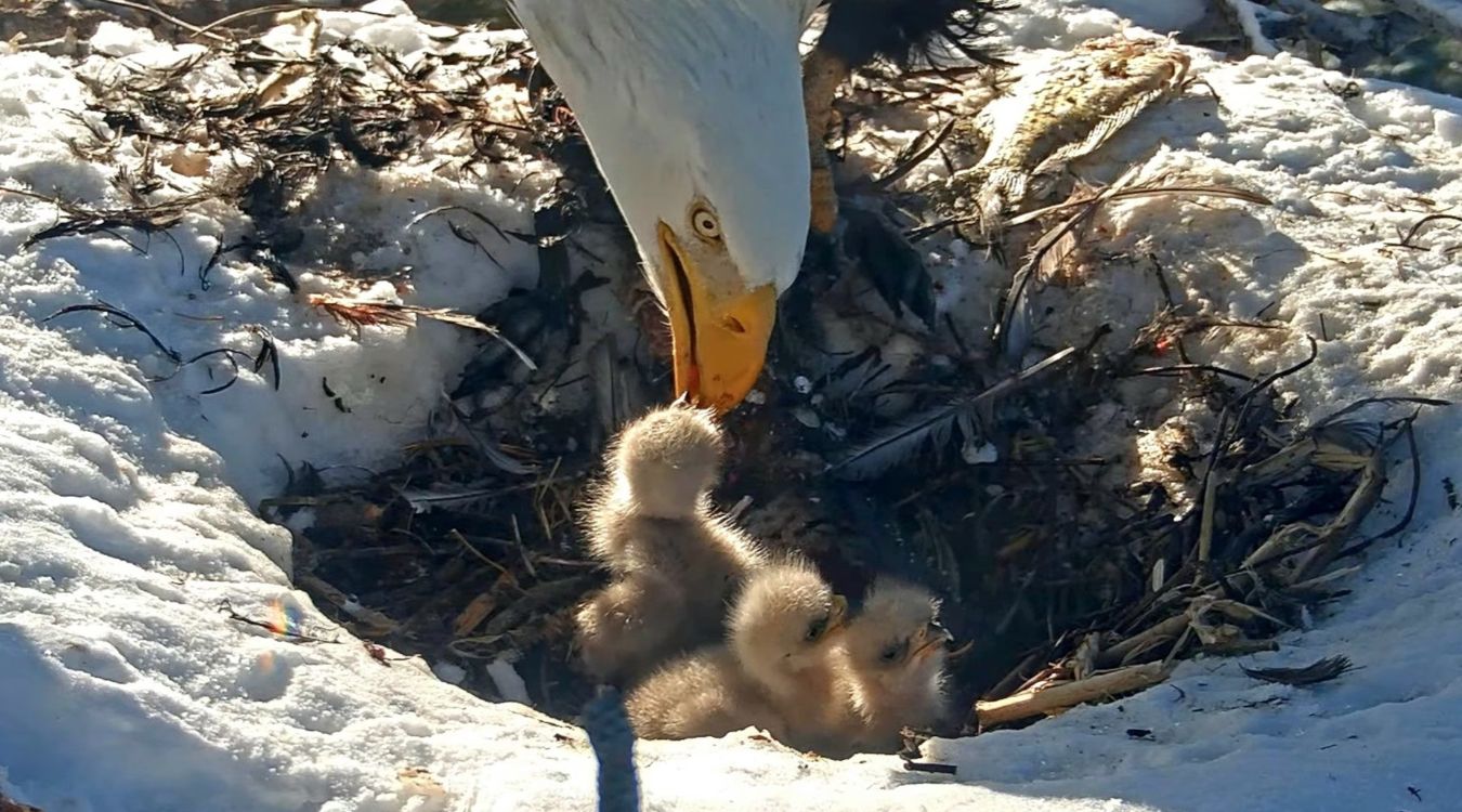 Secrets-Of-Bald-Eagle-Nesting-At-Conowingo-Dam secrets-of-bald-eagle-nesting-at-conowingo-dam