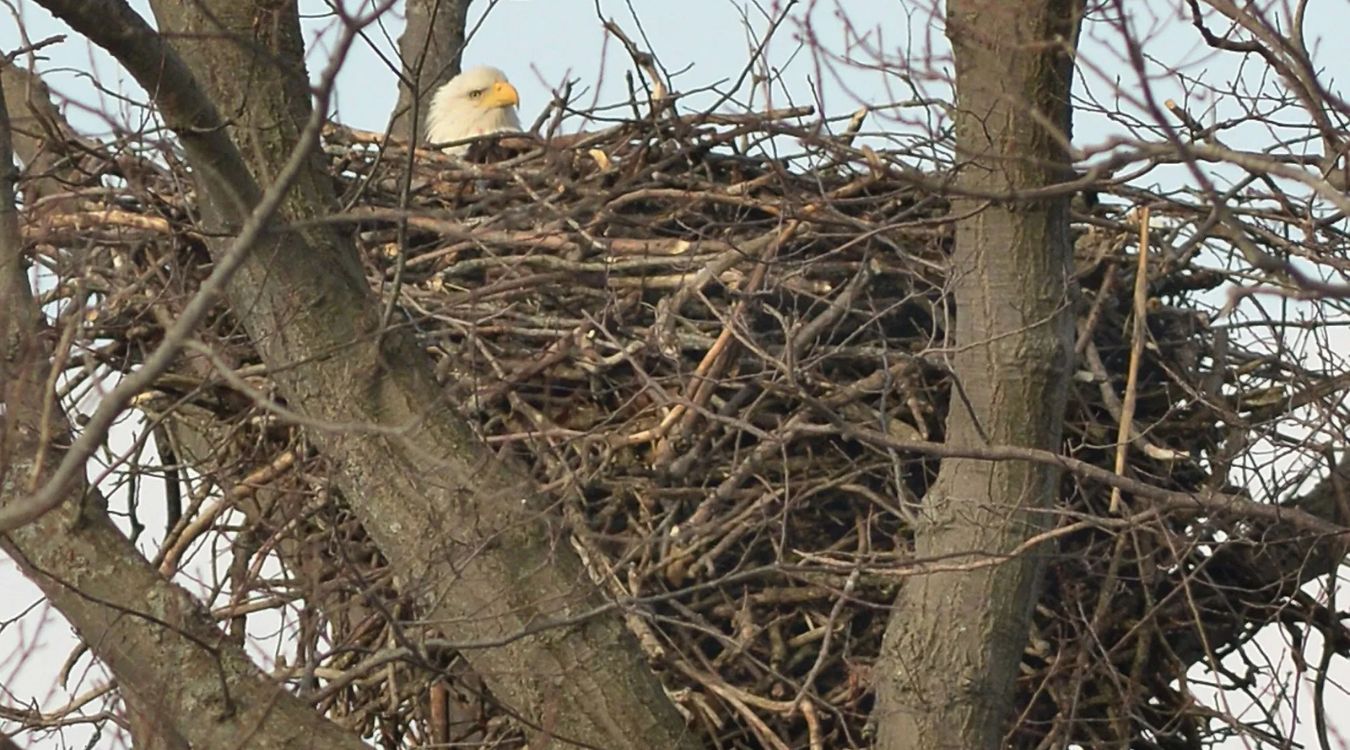 Secrets-Of-Bald-Eagle-Nesting-In-Pymatuning-State-Park secrets-of-bald-eagle-nesting-in-pymatuning-state-park