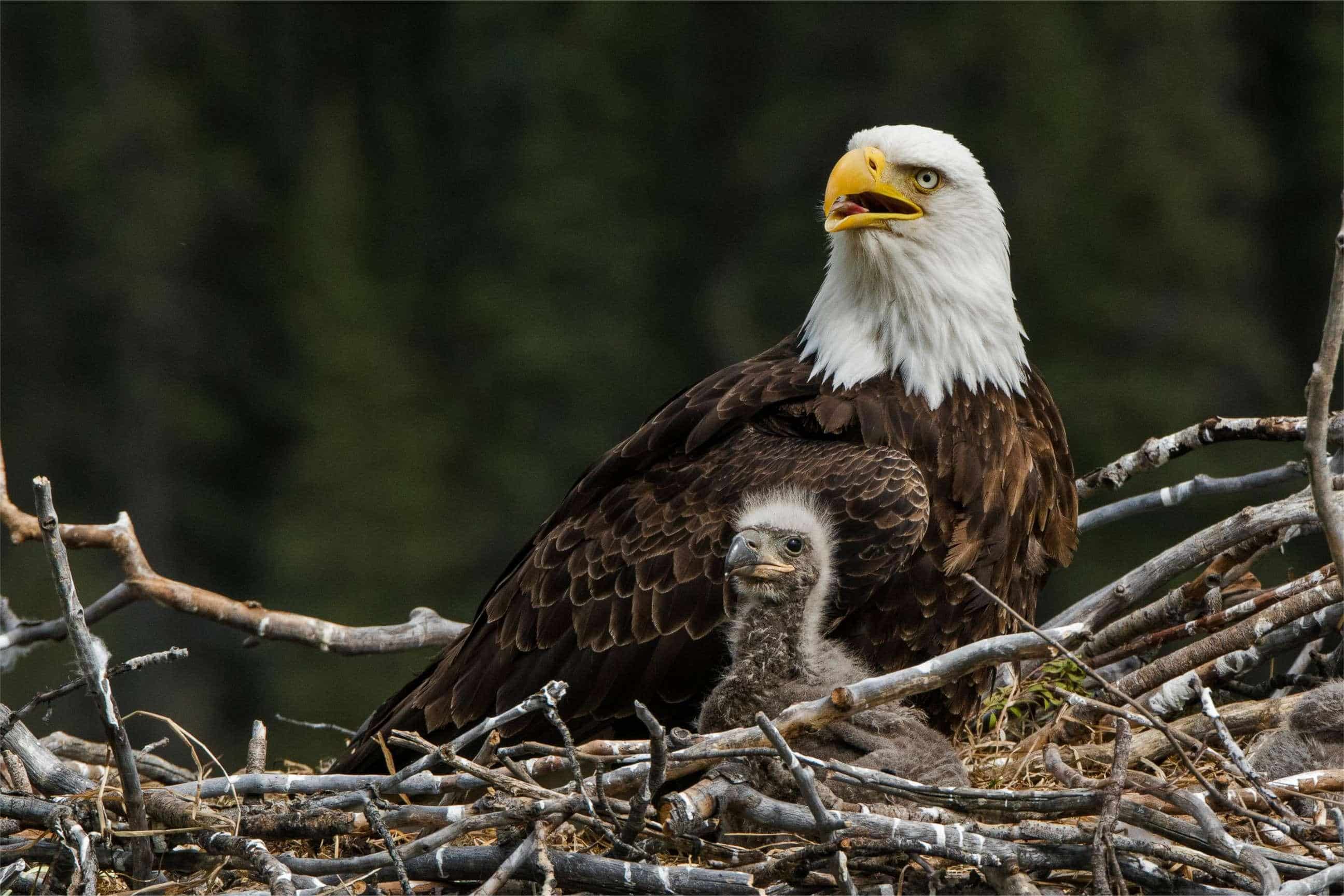 Secrets-Of-Bald-Eagle-Nesting-In-Wisconsin8217s-Horicon-Marsh secrets-of-bald-eagle-nesting-in-wisconsins-horicon-marsh