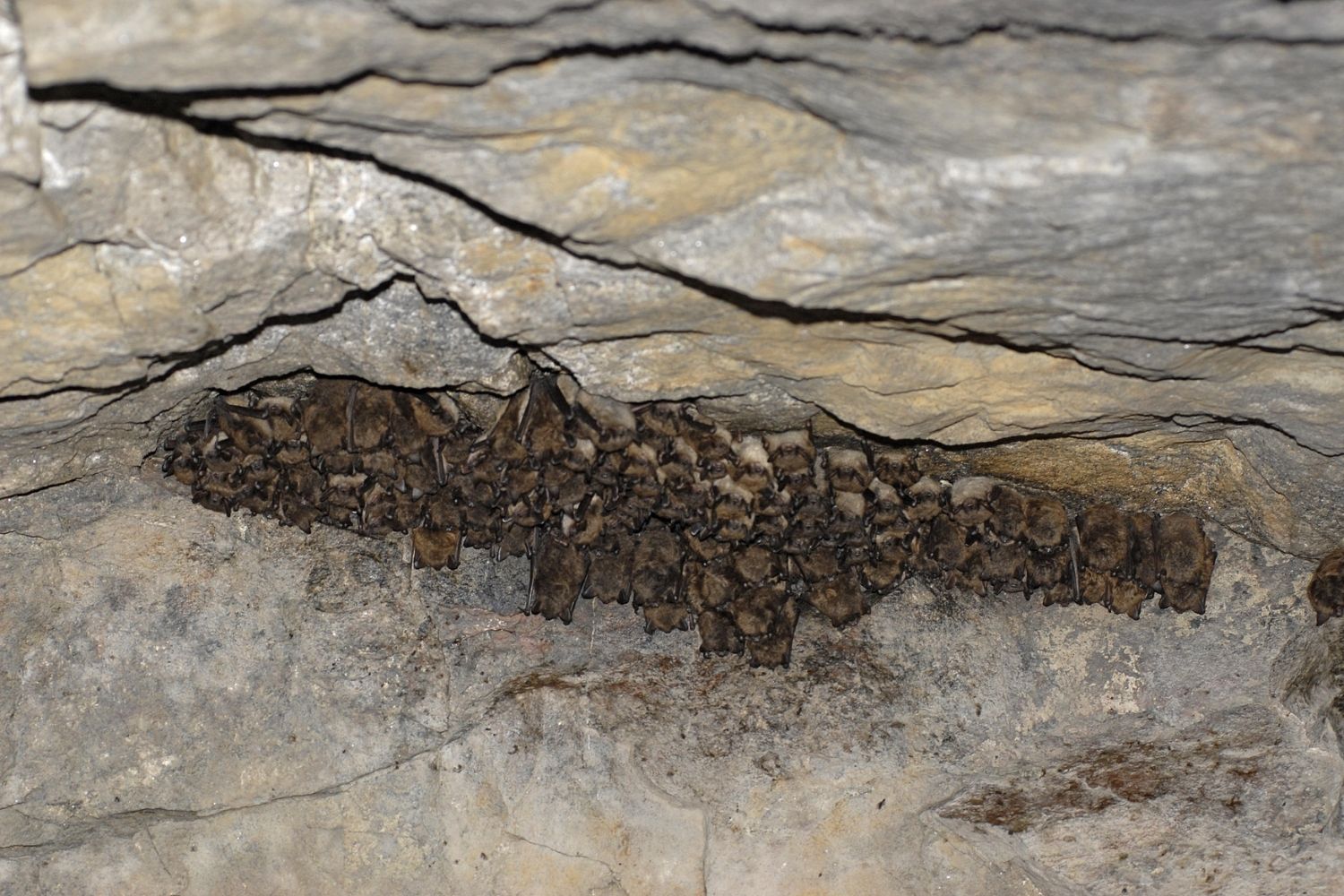 Secrets-Of-Bat-Hibernacula-In-Pennsylvania8217s-Lincoln-Caverns secrets-of-bat-hibernacula-in-pennsylvanias-lincoln-caverns
