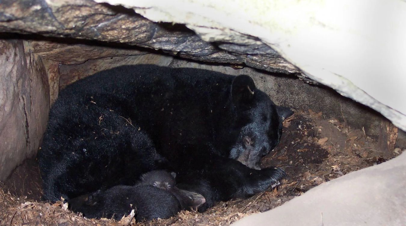 secrets-of-bear-hibernation-dens-in-maines-katahdin-woods-and-waters
