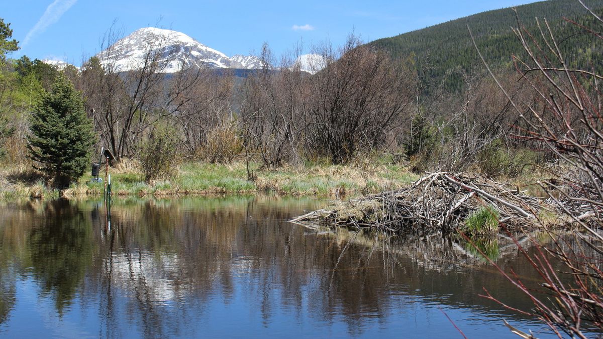 secrets-of-beaver-dam-ecosystems-in-minnesotas-boundary-waters