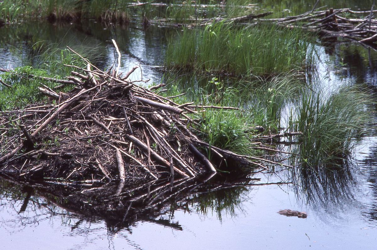 secrets-of-beaver-dam-ecosystems-on-isle-royale