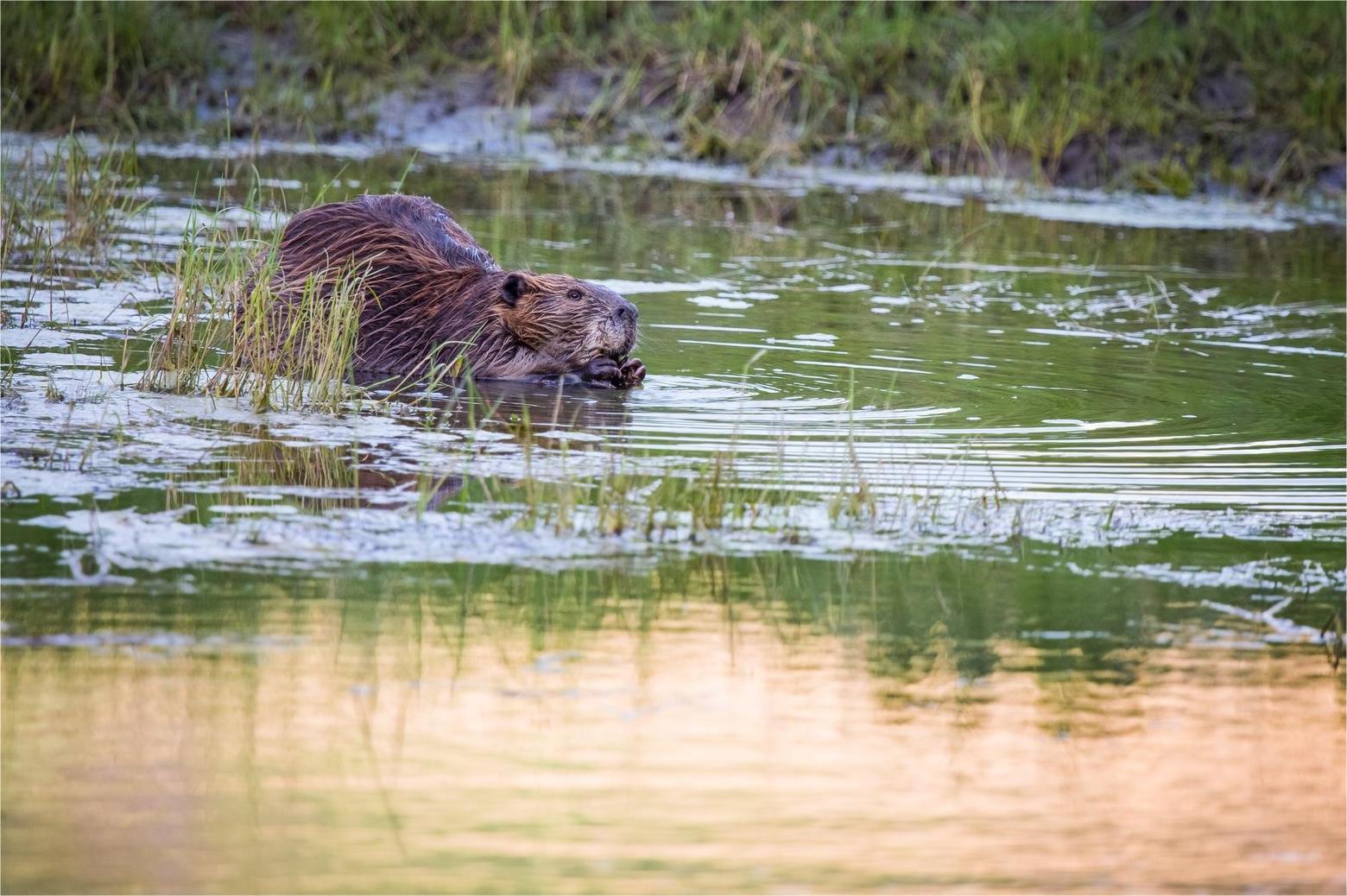 secrets-of-beaver-dams-in-yellowstones-lamar-valley