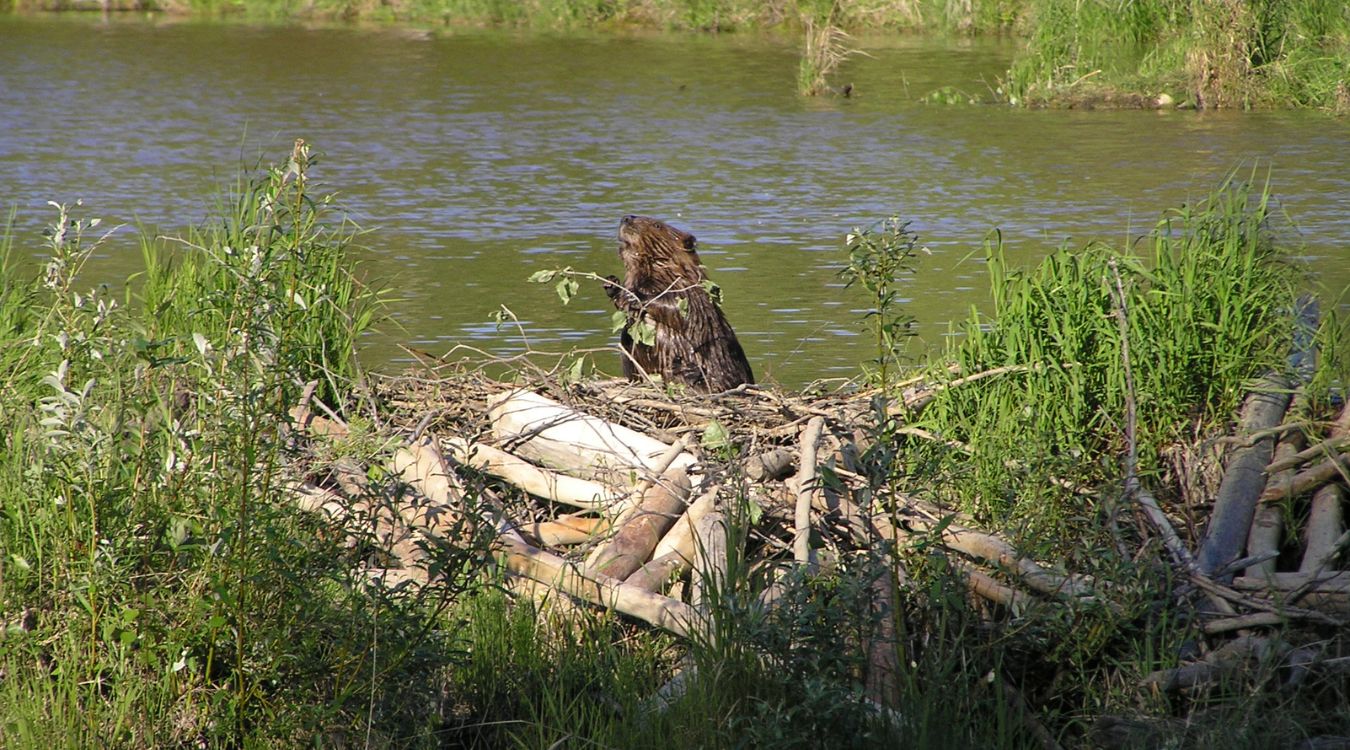 secrets-of-beaver-pond-ecosystems-in-maines-moosehead-lake-region