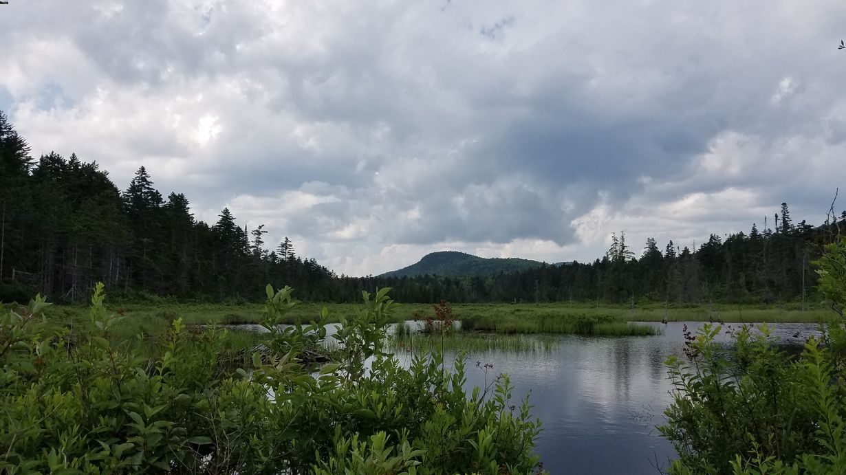 Secrets-Of-Beaver-Pond-Ecosystems-In-Vermont8217s-Groton-State-Forest secrets-of-beaver-pond-ecosystems-in-vermonts-groton-state-forest