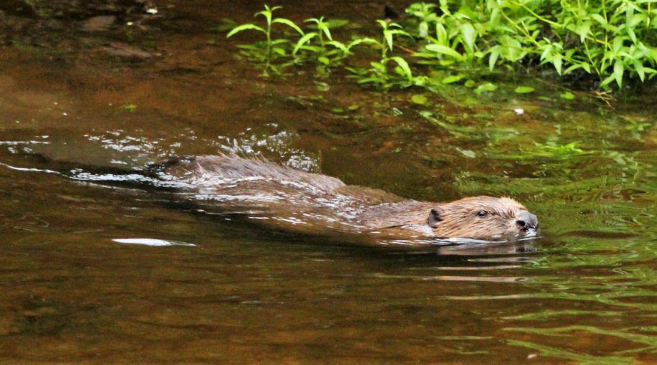 secrets-of-beaver-pond-ecosystems-in-vermonts-missisquoi-national-wildlife-refuge