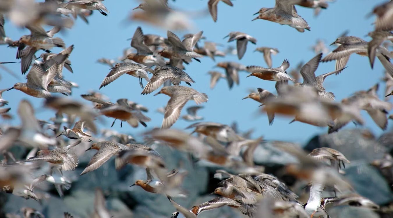 Secrets-Of-Bird-Migration-Flyways-In-Texas8217s-High-Island secrets-of-bird-migration-flyways-in-texass-high-island