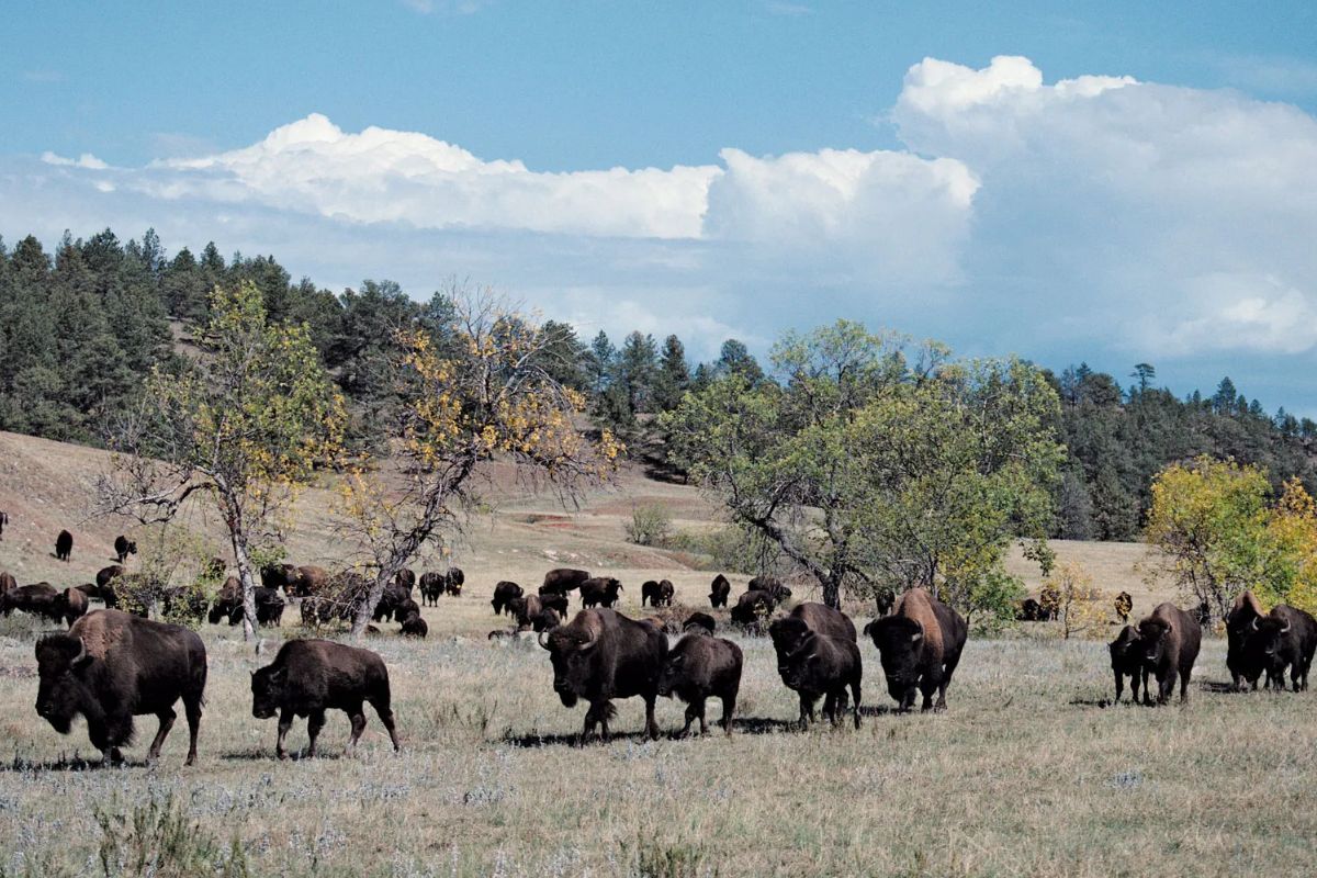 secrets-of-bison-grazing-in-custer-state-park