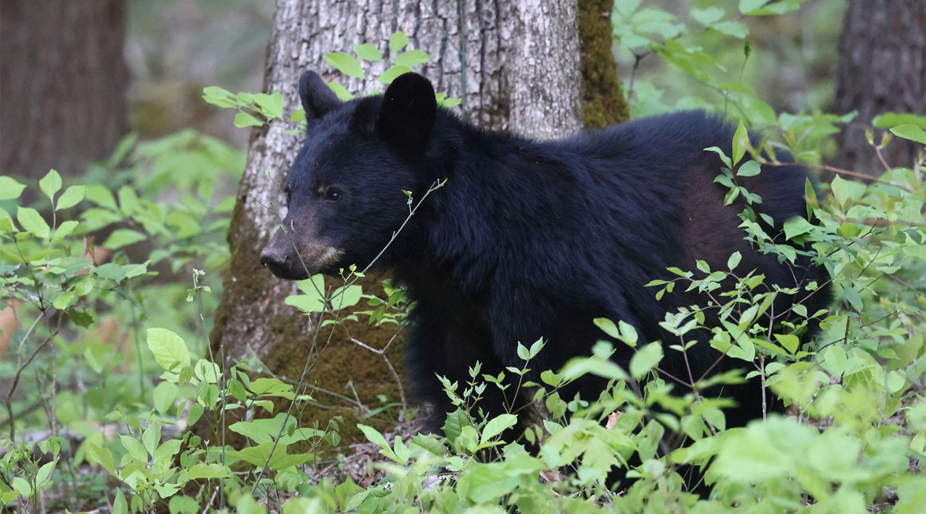 secrets-of-black-bear-dens-in-pennsylvanias-loyalsock-state-forest
