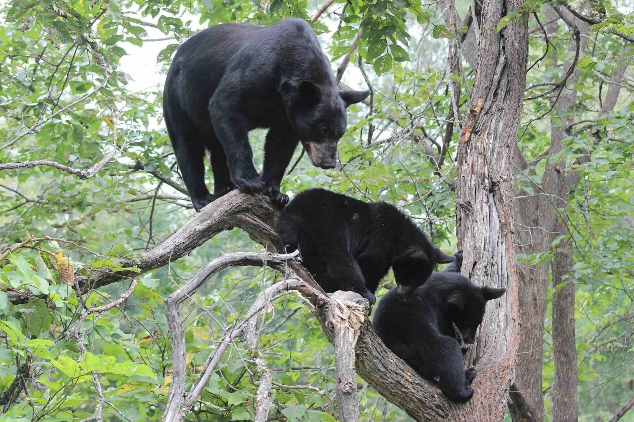 secrets-of-black-bear-habitats-in-minnesotas-superior-national-forest