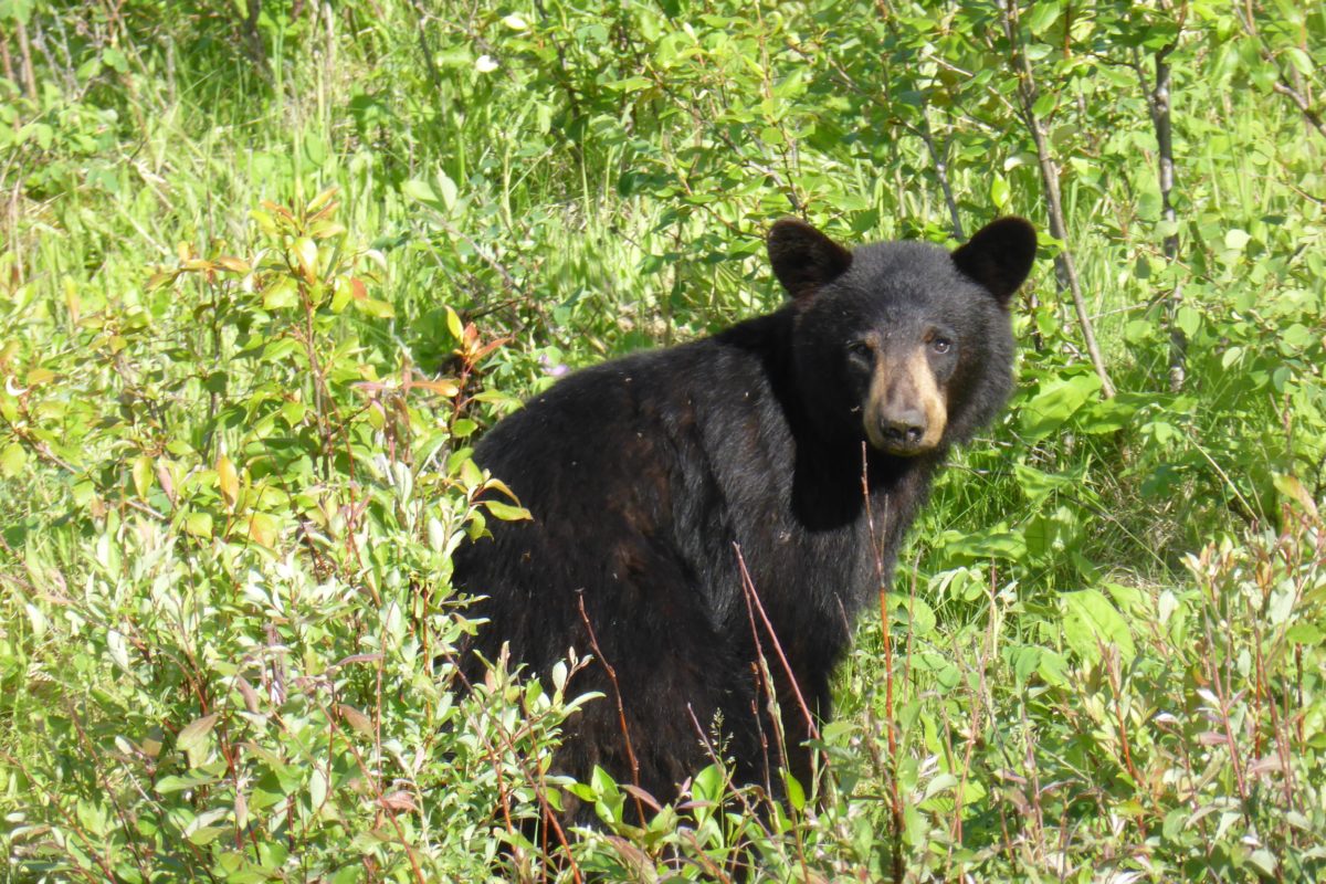 Secrets-Of-Black-Bear-Paths-In-Tennessee8217s-Appalachian-Trail secrets-of-black-bear-paths-in-tennessees-appalachian-trail