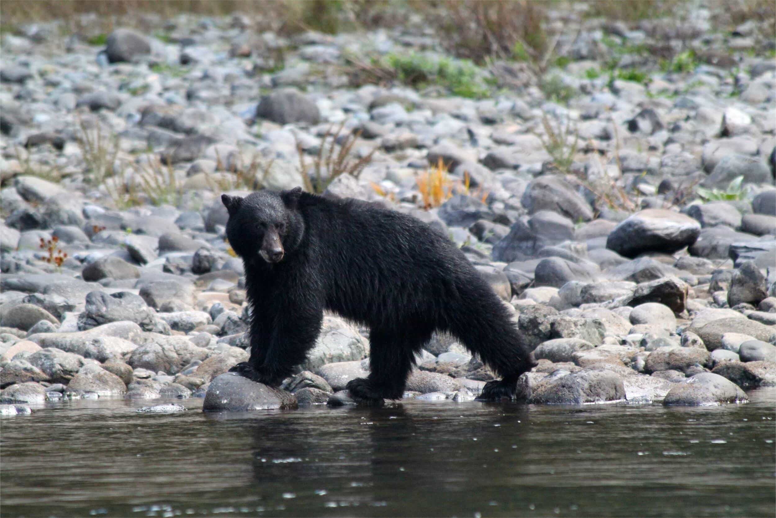 secrets-of-black-bear-sanctuaries-in-arkansass-white-river-refuge