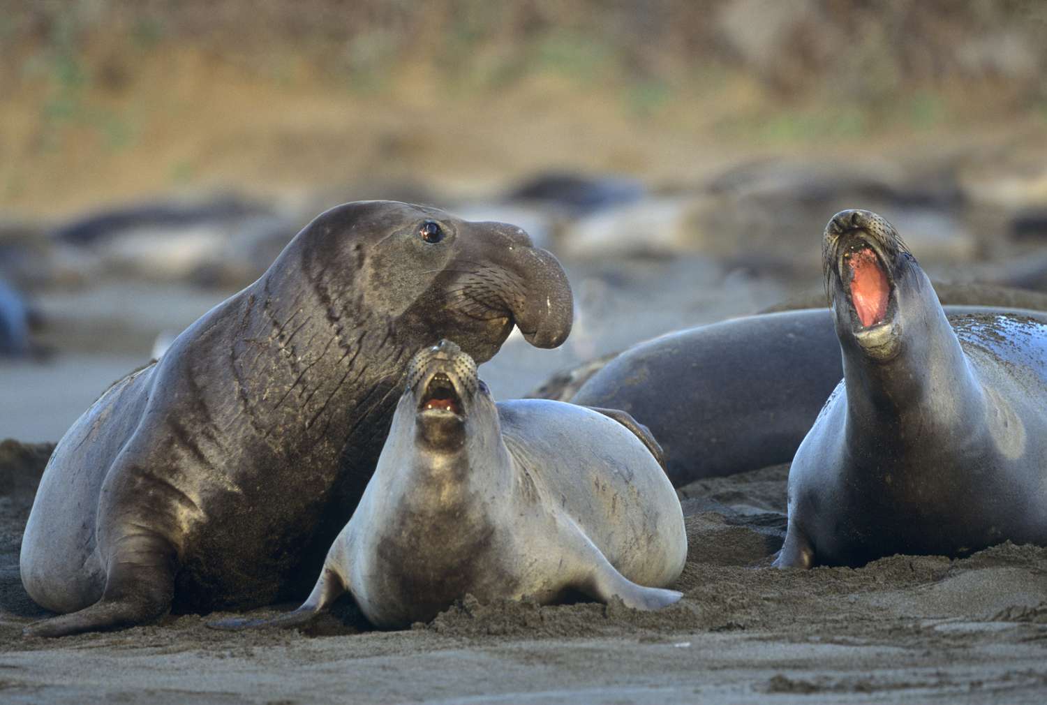 Secrets-Of-California8217s-Año-Nuevo-Elephant-Seal-Beaches secrets-of-californias-ano-nuevo-elephant-seal-beaches