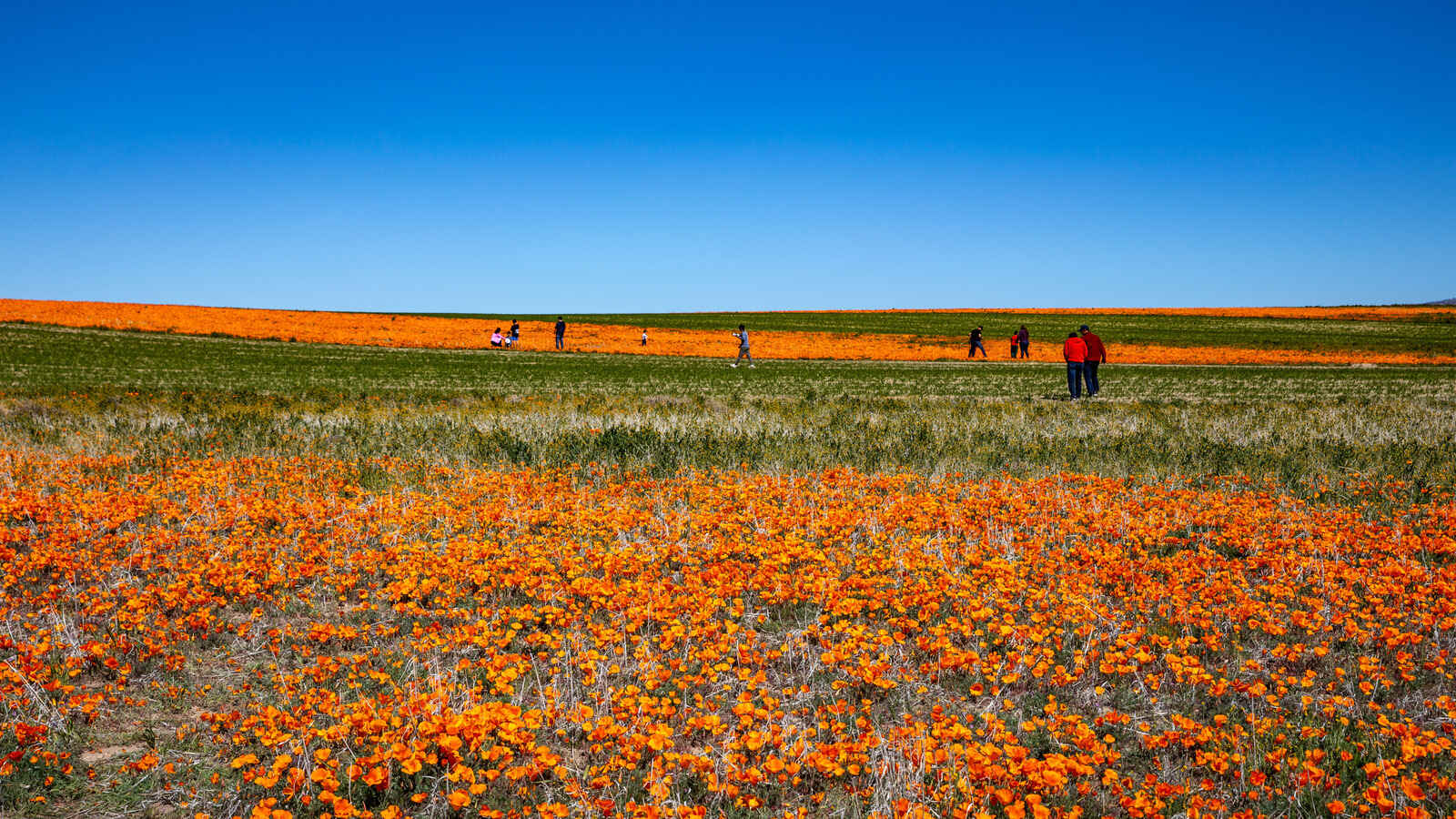 secrets-of-californias-antelope-valley-wildflower-fields