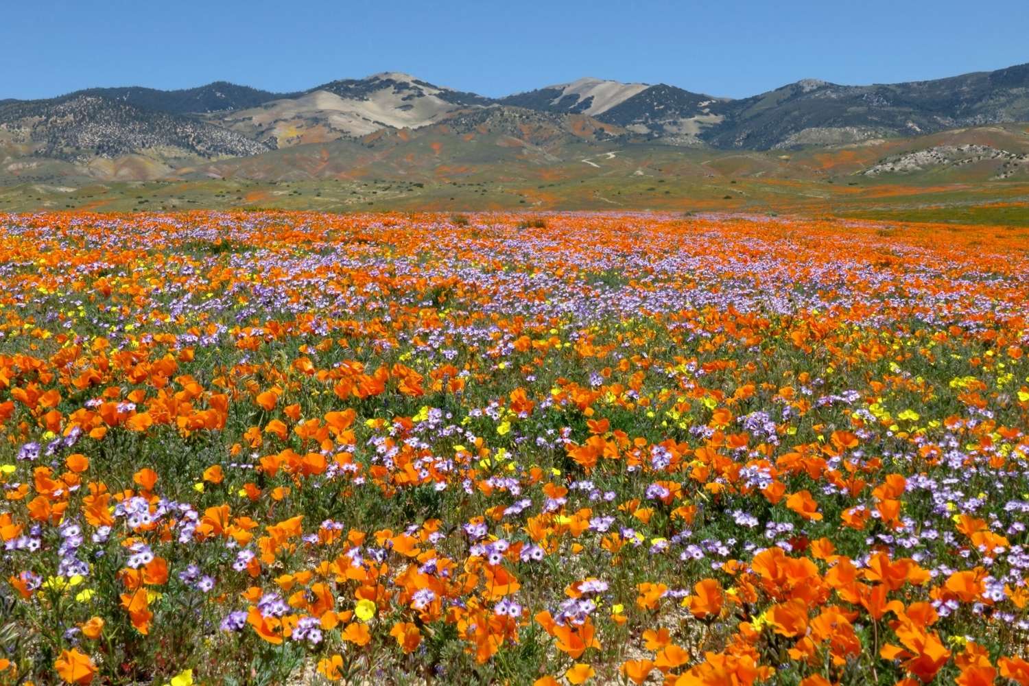 secrets-of-californias-antelope-valley-wildflower-meadows