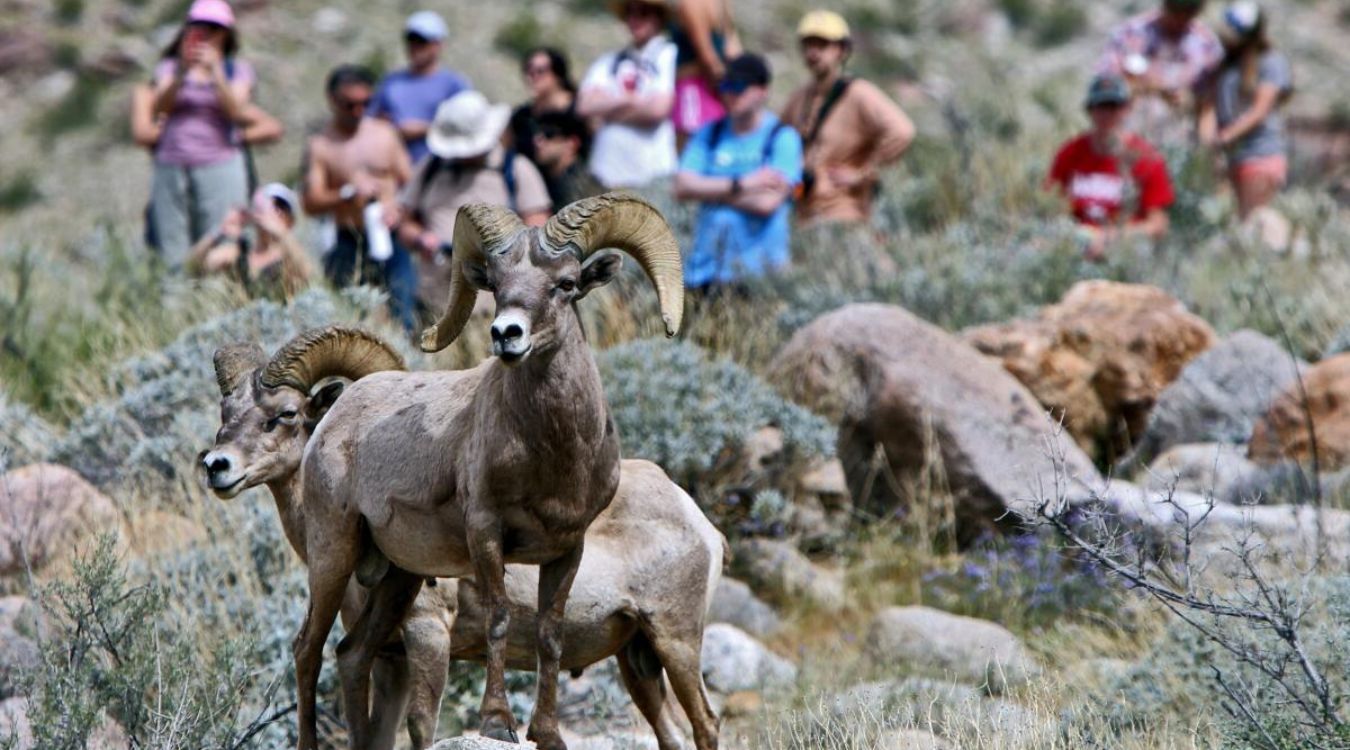 secrets-of-californias-anza-borrego-desert-bighorn-sheep-ranges