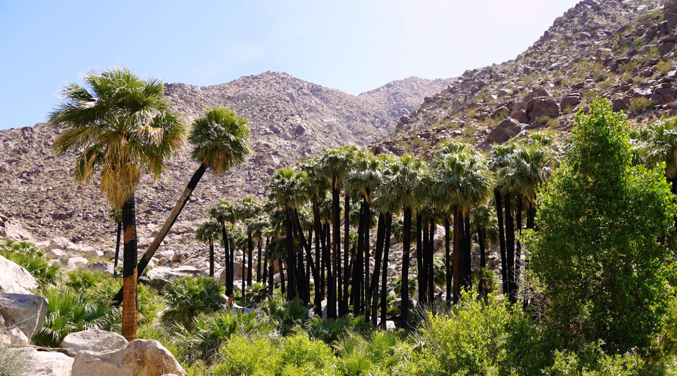 Secrets-Of-California8217s-Anza-Borrego-Palm-Oases secrets-of-californias-anza-borrego-palm-oases