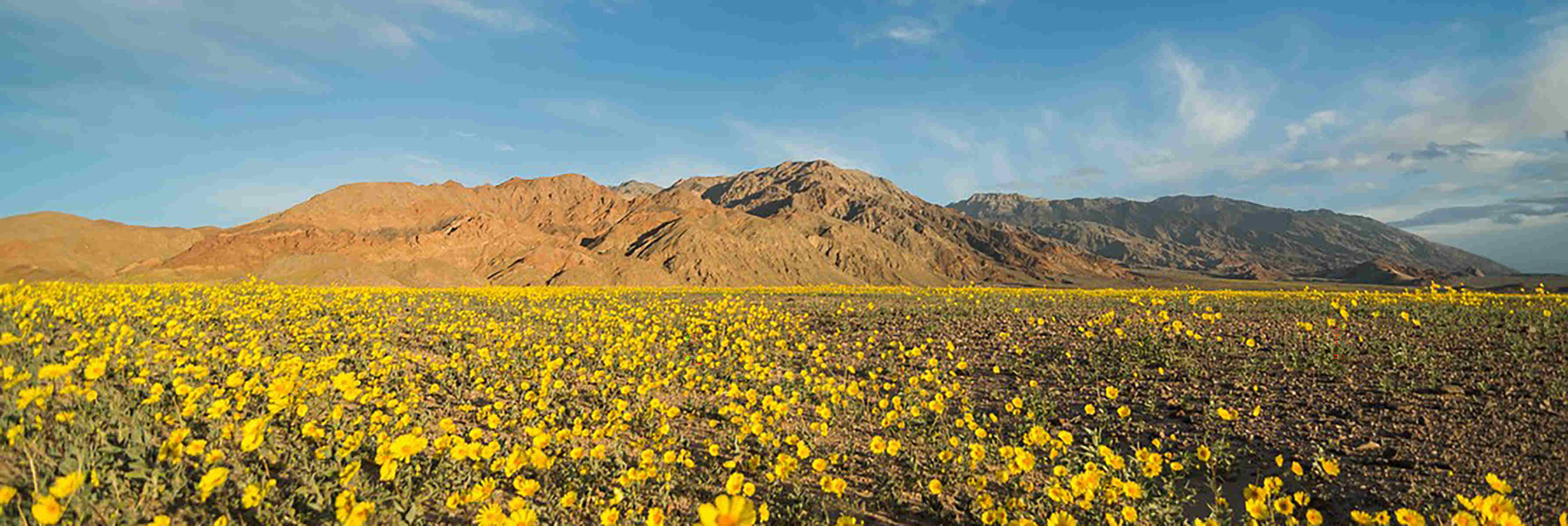 Secrets-Of-California8217s-Death-Valley-Wildflower-Valleys secrets-of-californias-death-valley-wildflower-valleys
