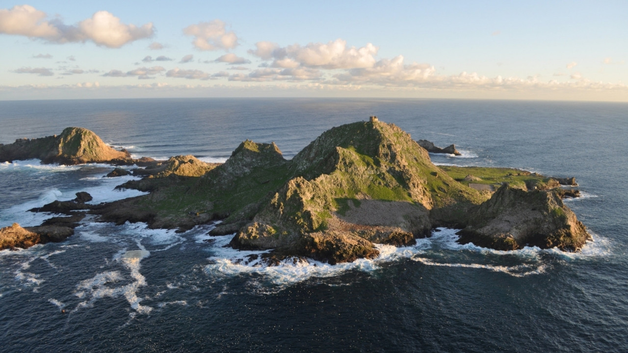 secrets-of-californias-farallon-islands-storm-petrel-nesting-grounds