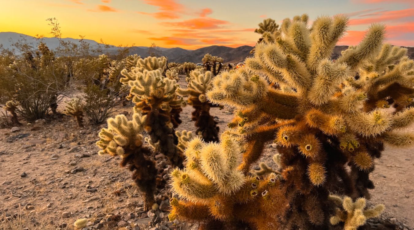 Secrets-Of-California8217s-Joshua-Tree-Cactus-Gardens secrets-of-californias-joshua-tree-cactus-gardens