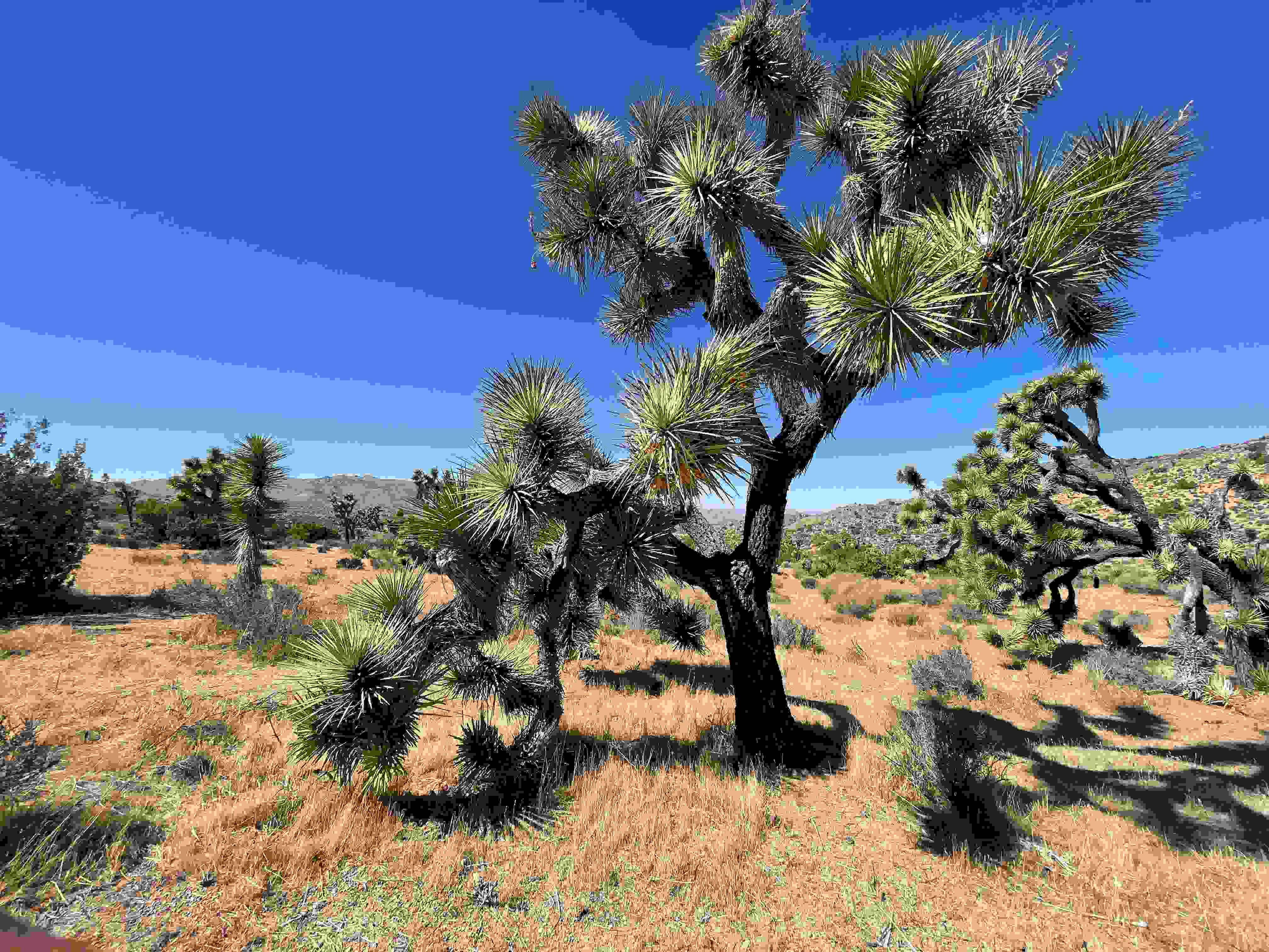 Secrets-Of-California8217s-Joshua-Tree-Vortexes secrets-of-californias-joshua-tree-vortexes
