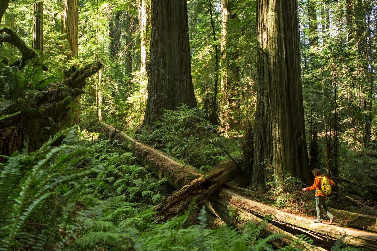 secrets-of-californias-misty-coastal-redwoods